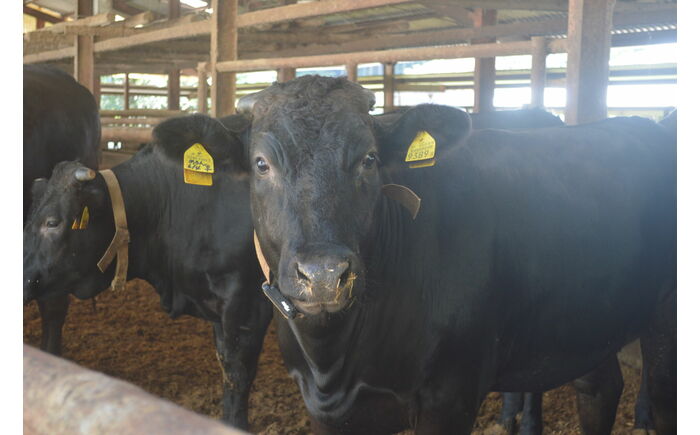 土佐黒牛 焼肉用（肩ロース）約400g / 贈答用 黒牛 土佐 和牛 牛 肉 お肉 肩 ロース 焼肉 食品 冷凍 高知 【高知県食肉センター株式会社】 [ATFC038]