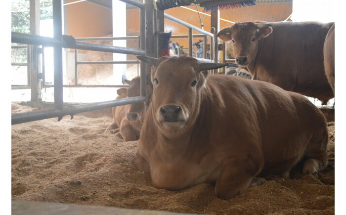 土佐あかうし 切り落し 約1kg（約500g×2）/ 贈答用 あかうし 土佐 和牛 牛 肉 お肉 ウデ モモ バラ 食品 冷凍 高知 【高知県食肉センター株式会社】 [ATFC041]