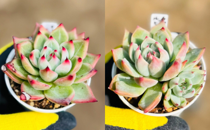 多肉植物 初心者さんも育てやすい エケベリア おまかせ 10種セット / 植物 インテリア 苗 自然 ナチュラル 緑 置物 初心者 栽培 【mucca】 [ATHD002]