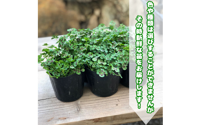 【先行予約】オリジナルクローバー詰め合わせ（5種）＜2025年12月～発送＞ / 花 植物 インテリア 苗 自然 ナチュラル 緑 栽培 趣味 【見元園芸】 [ATHY008]