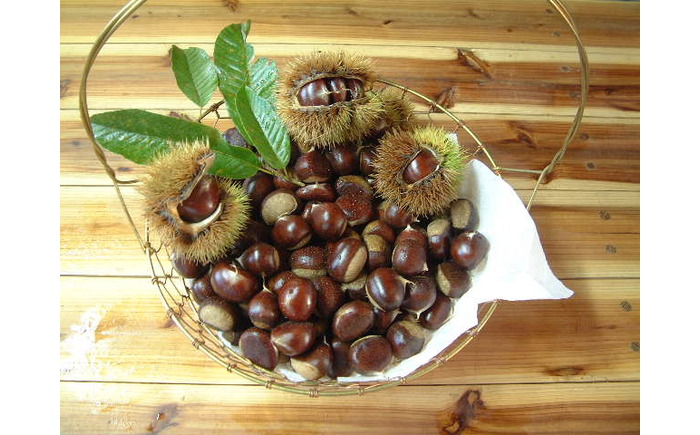 【先行予約】高級生栗 まるっこ栗  約1kg ＜2026年10月中旬～発送＞  夢甘栗 秀品 生栗 生 くり 栗 果物 クリ 秋 和栗 栗ご飯 季節限定 【仁淀川流域夢甘栗生産者組合 くり蔵】 [ATDR003]