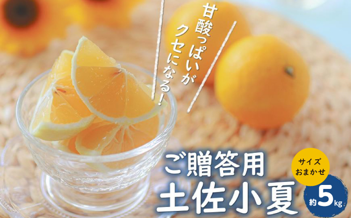 贈答用 土佐小夏 約5kg サイズお任せ(2S～L)〈2025年4月～発送〉/ 高知 土佐 小夏 柑橘 果物 フルーツ 贈り物 贈答 ギフト プレゼント くだもの みかん【株式会社　四国健商】 [ATAF005]