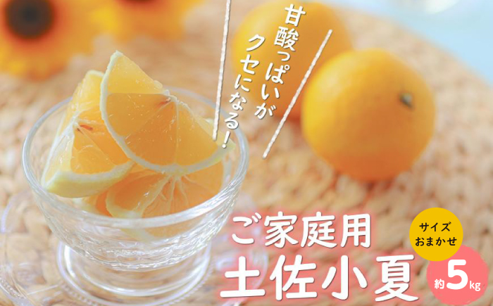 ご家庭用 土佐小夏 約5kg サイズお任せ(2S～L)〈2025年4月～発送〉/ 高知 土佐 小夏 柑橘 果物 フルーツ 家族 くだもの みかん【株式会社　四国健商】 [ATAF006]