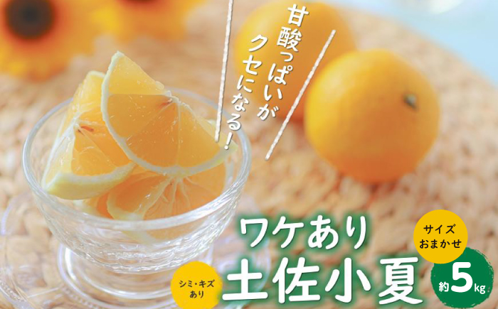 高知産 ワケあり土佐小夏 約5kg サイズお任せ(2S～L) 〈2025年4月～発送〉/ 高知 土佐 小夏 訳あり 柑橘 果物 フルーツ くだもの みかん 訳アリ わけあり ワケアリ 理由あり【株式会社　四国健商】 [ATAF020]