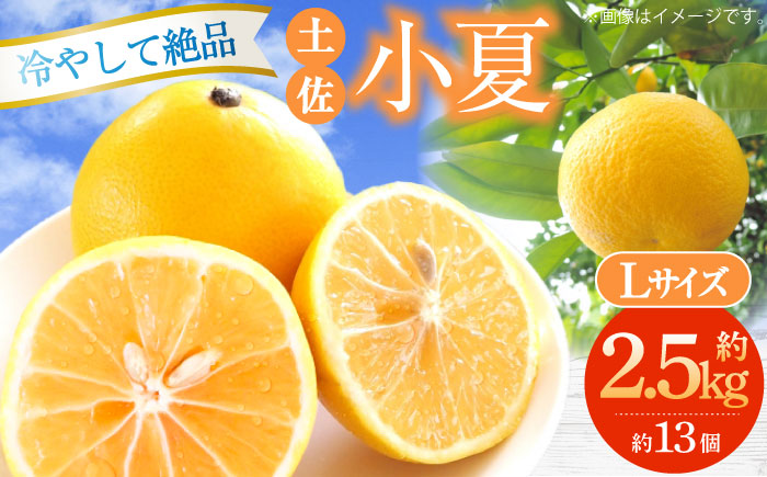 【先行予約】土佐小夏約2.5kg 13個前後 Lサイズ〈2026年4月中旬～2026年7月中旬頃発送〉/ さわやかな甘さが絶品 ヒュウガナツ ニューサマーオレンジ フルーツ 果物 季節もの <2025年4月～発送>【フルーツショップオザキ】 [ATAH002]