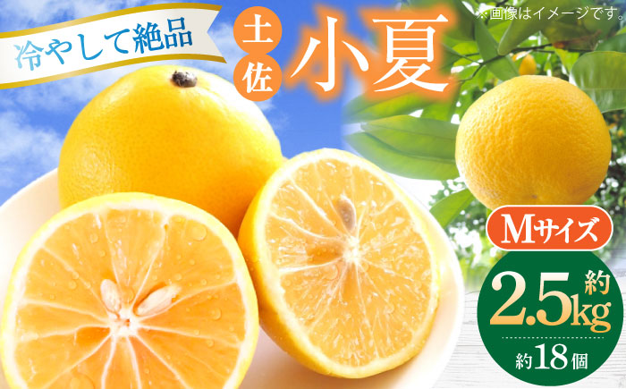 【先行予約】土佐小夏 約2.5kg 18個前後 Mサイズ〈2026年4月中旬～2026年7月中旬頃発送〉/ さわやかな甘さが絶品 ヒュウガナツ ニューサマーオレンジ フルーツ 果物 季節もの <2025年4月～発送>【フルーツショップオザキ】 [ATAH003]