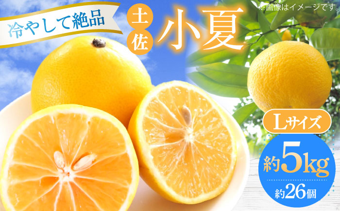 【先行予約】土佐小夏 Lサイズ 約5kg 26個前後〈2026年4月中旬～2026年7月中旬頃発送〉/ 日向夏 みかん ニューサマーオレンジ 柑橘 フルーツ こなつ 小夏 果物 特産 5キロ 高知県 <2025年4月～発送>【フルーツショップオザキ】 [ATAH004]
