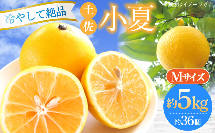 【先行予約】土佐小夏 Mサイズ 約5kg 36個前後〈2026年4月中旬～2026年7月中旬頃発送〉/ 日向夏 みかん ニューサマーオレンジ 柑橘 フルーツ こなつ 小夏 果物 特産 5キロ 高知県 <2025年4月～発送> 【フルーツショップオザキ】 [ATAH005]