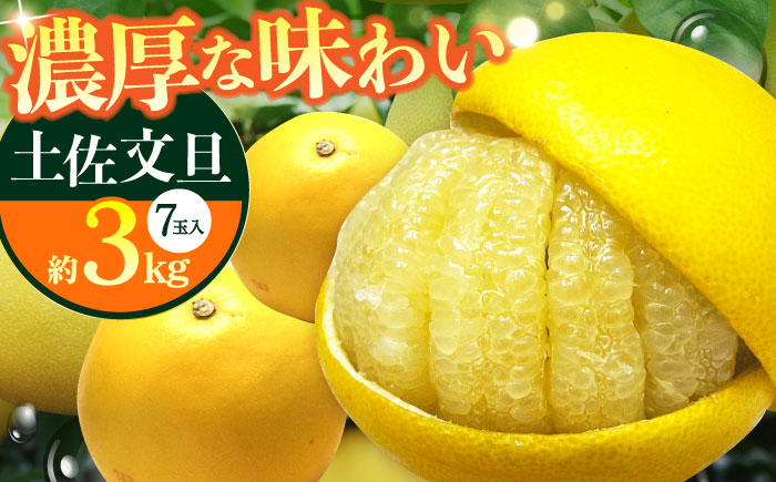【先行予約】南国高知温室 土佐文旦 約3kg 7玉〈2025年11月中旬～2026年2月中旬頃発送〉/ 文旦 ぶんたん フルーツ 果物 3キロ 高知県 【フルーツショップオザキ】[ATAH011]