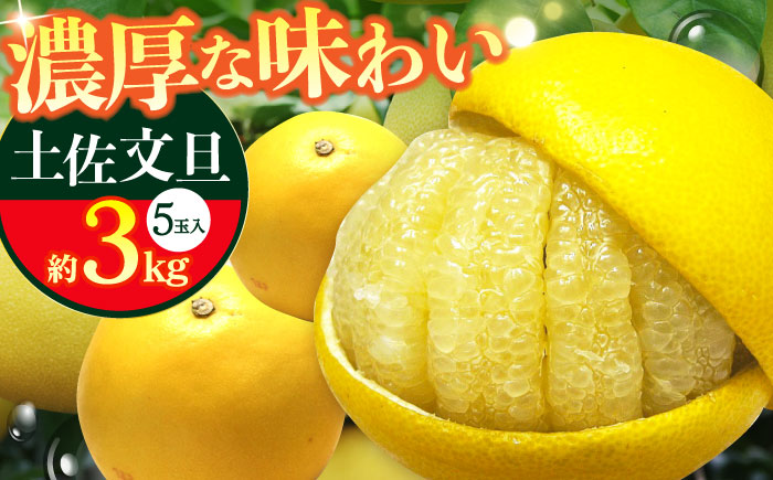 【先行予約】南国高知温室土佐文旦 約3kg 5玉〈2025年11月中旬～2026年2月中旬頃発送〉/ 文旦 ぶんたん フルーツ 果物 3キロ 高知県 【フルーツショップオザキ】[ATAH013]