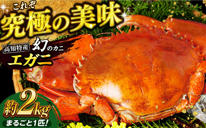 数量限定 希少品 浦戸湾産 エガ二 約2キロ(1匹)【土佐の廣丸】[ATAL003]