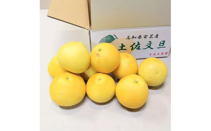 【先行予約】 千光士農園の土佐文旦 約5kg 家庭用 〈2026年2月中旬より発送〉 / 文旦 ぶんたん ブンタン 土佐文旦 柑橘 果物 フルーツ デザート 春 期間限定 季節限定 土佐 高知 【株式会社Dorago】 [ATAM062]