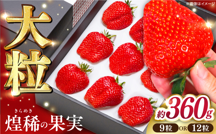【先行予約】煌稀の果実 大粒 苺  約360g (9または12粒) 高知市春野町産〈2026年1月上旬～2026年4月上旬頃発送〉 /  いちご イチゴ 果物 フルーツ【森強のいちご農園】[ATAS001]