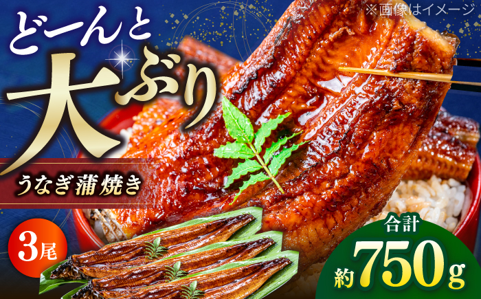 高知産 うなぎ 蒲焼き 3尾入（約250g×3尾） / 国産 うなぎ 鰻 ウナギ 蒲焼 味付き 【池澤本店】 [ATAU007]