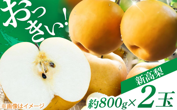 【先行予約】 まるはり新高梨（約800g×2玉入） 〈2025年9月下旬から発送開始〉 / 新高梨 梨 果物 フルーツ デザート 　【高知市農業協同組合】 [ATBK001]