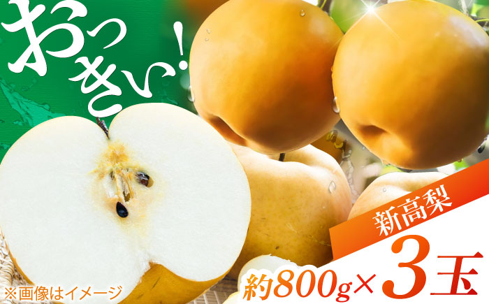 【先行予約】 まるはり新高梨（約800g×3玉入） 〈2025年9月下旬から発送開始〉 / 新高梨 梨 果物 フルーツ デザート 　【高知市農業協同組合】 [ATBK002]