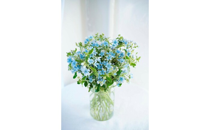 【定期便】ブルースター花束初回花瓶付き 3ヶ月定期便 / ブルースター お花 フラワー 青い花 高知県産 定期便 希少品種 サムシングブルー リビング インテリア 切り花 花瓶付き 癒やし ギフト【株式会社tomoni】 [ATCG047]