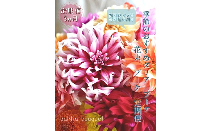【定期便】ダリア花束初回花瓶付き 12ヶ月定期便 / ダリア お花 フラワー 大輪 花束 定期便 高知 生花 誕生日 ギフト 季節の花 延命剤付き インテリア 華やか 自分へのご褒美【株式会社tomoni】 [ATCG052]