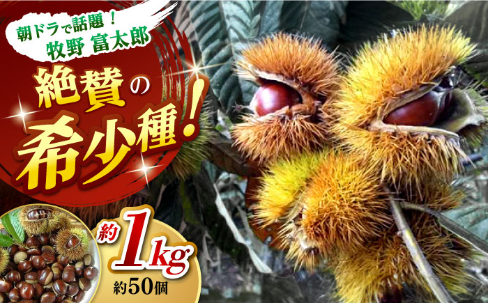 【先行予約】ほくほく甘い！熟成した夢甘栗 高級生栗＜秀品規格＞ 約1kg (約50個前後)＜2026年10月中旬～発送＞ 栗 くり 季節 秋 旬頃 直送【仁淀川流域夢甘栗生産者組合 くり蔵】 [ATDR002]