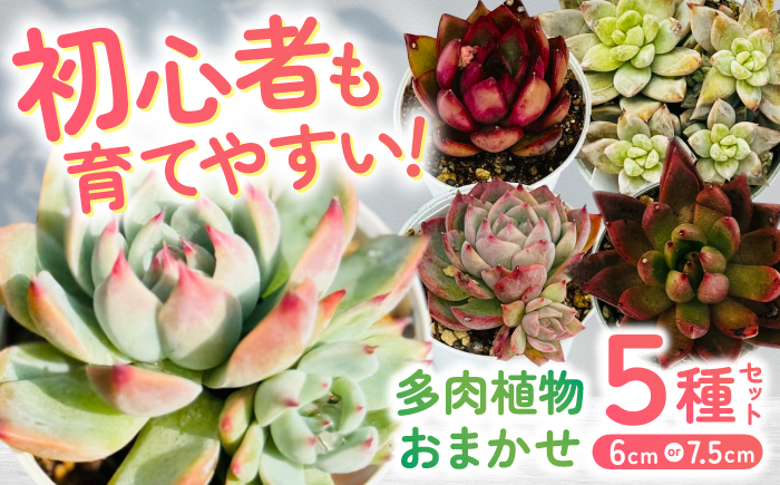 多肉植物 初心者さんも育てやすい エケベリア おまかせ 5種セット / 植物 インテリア 苗 自然 ナチュラル 緑 置物 初心者 栽培 【mucca】 [ATHD001]