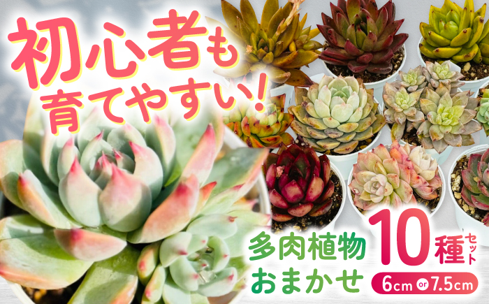 多肉植物 初心者さんも育てやすい エケベリア おまかせ 10種セット / 植物 インテリア 苗 自然 ナチュラル 緑 置物 初心者 栽培 【mucca】 [ATHD002]