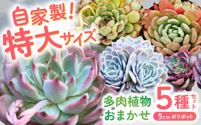 多肉植物 9センチポット 大型苗 デカベリア エケベリア おまかせ 5種セット / 植物 インテリア 苗 自然 ナチュラル 緑 置物 初心者 栽培 【mucca】 [ATHD003]