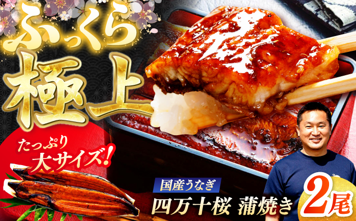 極上国産うなぎ四万十桜 蒲焼き2尾 たっぷり大サイズ / 国産 高知 四万十 うなぎ ウナギ 鰻 蒲焼き うな重 惣菜 贅沢 【有限会社もりた】 [ATHE001]