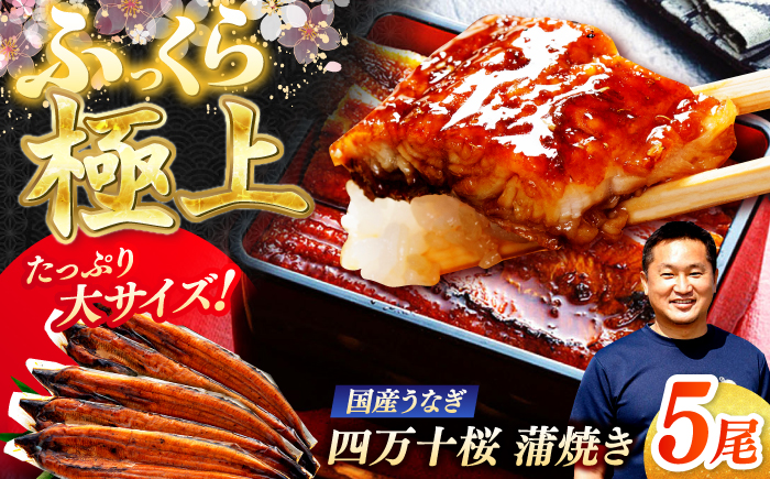 極上国産うなぎ四万十桜 蒲焼き5尾 たっぷり大サイズ / 国産 高知 四万十 うなぎ ウナギ 鰻 蒲焼き うな重 惣菜 贅沢 【有限会社もりた】 [ATHE004]