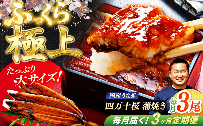 【3回定期便】 極上国産うなぎ四万十桜 蒲焼き3尾 たっぷり大サイズ / 国産 高知 四万十 うなぎ ウナギ 鰻 蒲焼き うな重 惣菜 贅沢 【有限会社もりた】 [ATHE006]