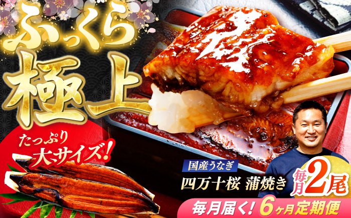 【6回定期便】 極上国産うなぎ四万十桜 蒲焼き2尾 たっぷり大サイズ / 国産 高知 四万十 うなぎ ウナギ 鰻 蒲焼き うな重 惣菜 贅沢 【有限会社もりた】 [ATHE008]