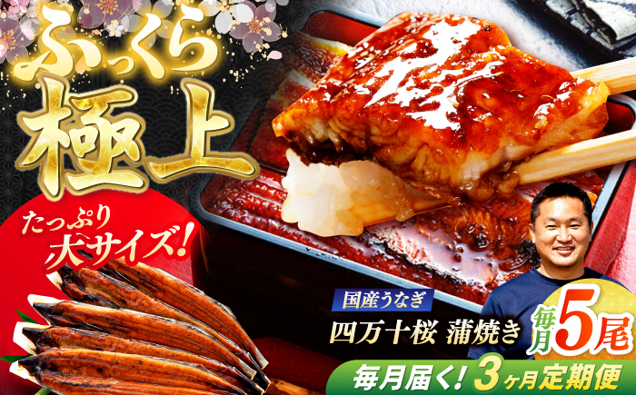 【3回定期便】極上国産うなぎ四万十桜 蒲焼き5尾 たっぷり大サイズ / 国産 高知 四万十 うなぎ ウナギ 鰻 蒲焼き うな重 惣菜 贅沢 【有限会社もりた】 [ATHE009]