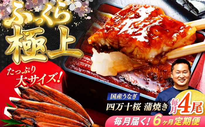 【6回定期便】極上国産うなぎ四万十桜 蒲焼き4尾 たっぷり大サイズ / 国産 高知 四万十 うなぎ ウナギ 鰻 蒲焼き うな重 惣菜 贅沢 【有限会社もりた】 [ATHE011]
