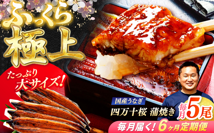 【6回定期便】極上国産うなぎ四万十桜 蒲焼き5尾 たっぷり大サイズ / 国産 高知 四万十 うなぎ ウナギ 鰻 蒲焼き うな重 惣菜 贅沢 【有限会社もりた】 [ATHE012]