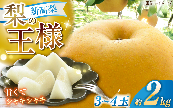 【先行予約】 新高梨 約2kg（3～4玉） 〈2026年9月20日～10月末発送〉 / 高知 針木 新高梨 梨 和梨 果物 フルーツ デザート 【川渕果樹園】 [ATHX001]