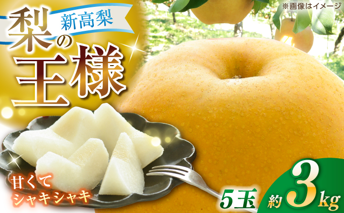 【先行予約】 新高梨 約3kg（5玉） 〈2026年9月20日～10月末発送〉 / 高知 針木 新高梨 梨 和梨 果物 フルーツ デザート 【川渕果樹園】 [ATHX002]