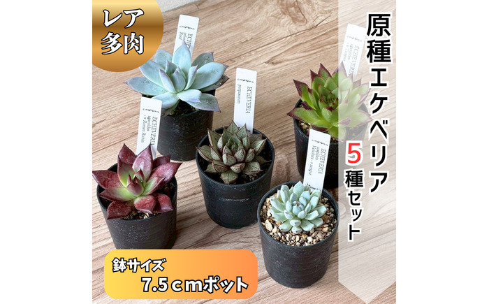 レア多肉・原種エケベリア詰め合わせ（5種類） / 植物 インテリア 苗 自然 ナチュラル 緑 栽培 趣味 【見元園芸】 [ATHY001]