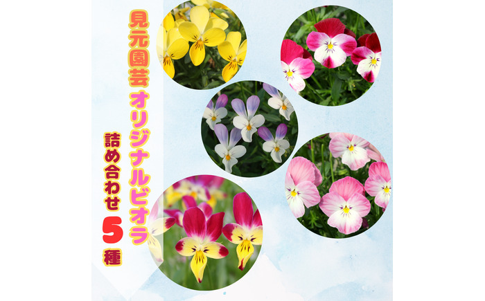 【先行予約】オリジナルビオラ詰め合わせ（5種）＜2025年11月～発送＞ / 花 インテリア 苗 自然 ナチュラル 緑 栽培 趣味 【見元園芸】 [ATHY006]