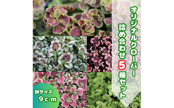 【先行予約】オリジナルクローバー詰め合わせ（5種）＜2025年12月～発送＞ / 花 植物 インテリア 苗 自然 ナチュラル 緑 栽培 趣味 【見元園芸】 [ATHY008]