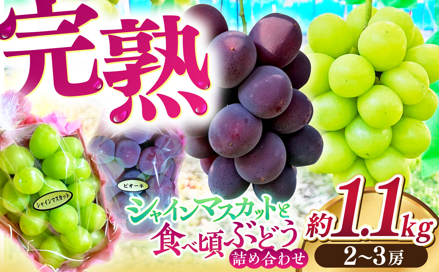 【先行予約】高知県産 生産者厳選！ シャインマスカット含む 食べ頃ぶどう詰め合わせ 約1.1kg（2～3房）〈2026年8月下旬～2026年9月末頃まで発送〉 / マスカット ぶどう 葡萄 ブドウ 果物 フルーツ デザート 詰め合わせ セット 【COCO葡萄園】 [ATIO002]