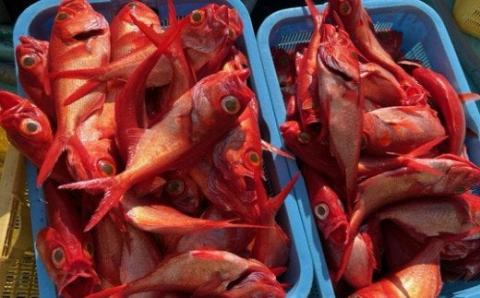 漁師直送　活き〆天然地金目鯛　【八金目】６００ｇ～８００ｇ　１匹　≪冷凍≫