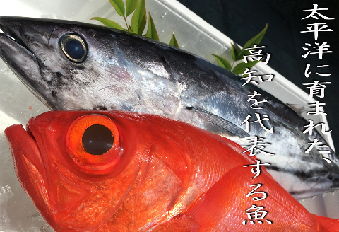 本場漁師の土佐藁焼きカツオ