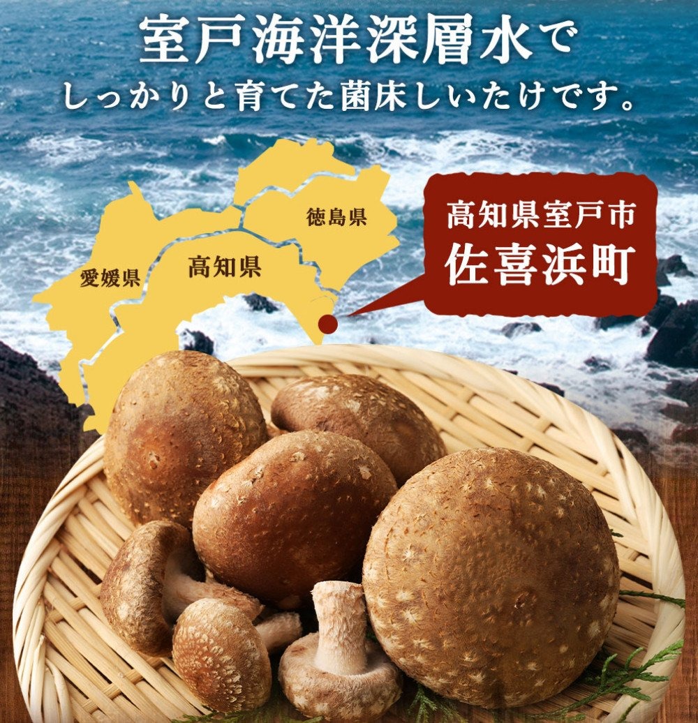 佐喜浜しいたけ 約1kg 国産 高知県 椎茸 シイタケ