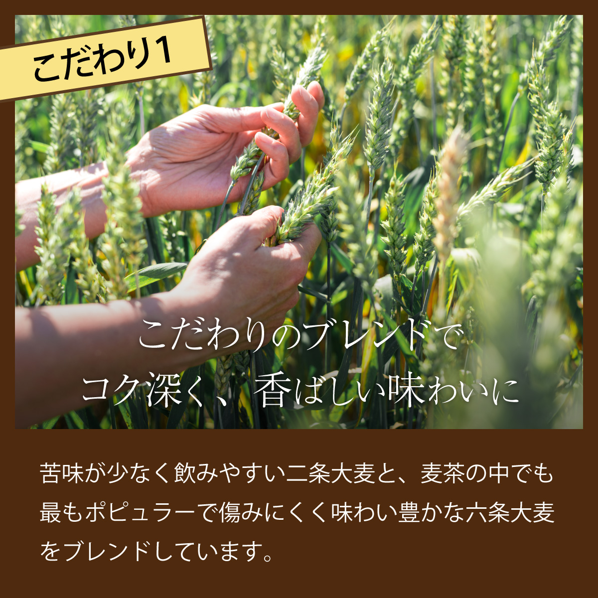 おいしい麦茶600ml×24本【年12回定期便】