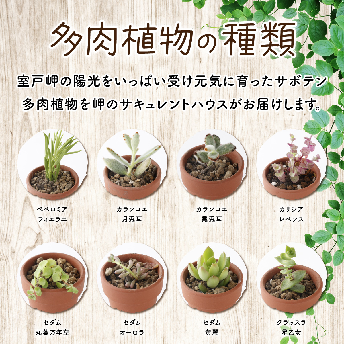 多肉植物の小苗４０本セット（４０種類アソート）