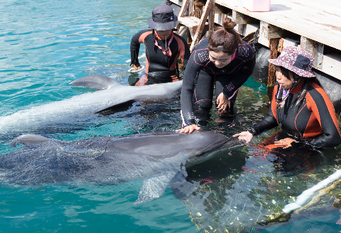 ドルフィンスイム２名（５歳以上小学生）