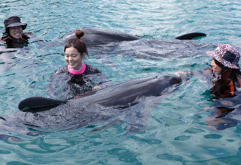 ドルフィンスイム２名（中学生以上）