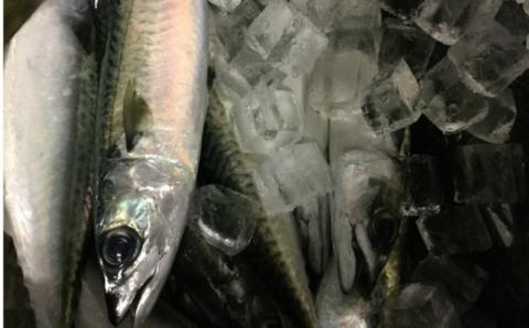 室戸の鯖味噌・室戸の鯖味噌焦がしニンニク味各１本セット