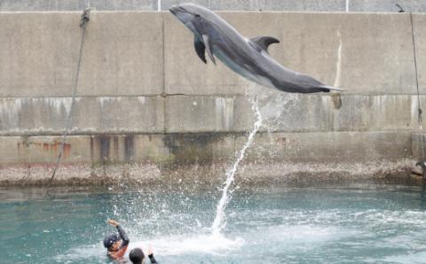 ドルフィンスイム１名（中学生以上）