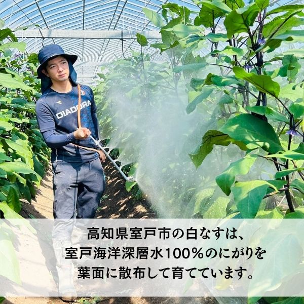 農家直送 白茄子 土佐の美味茄子の新鮮ナス 8本 2kg 野菜 なす ナス 常温 小袋 国産 夏野菜 茄子 小分け 旬 高知 白茄子 2kg （￥15,000）