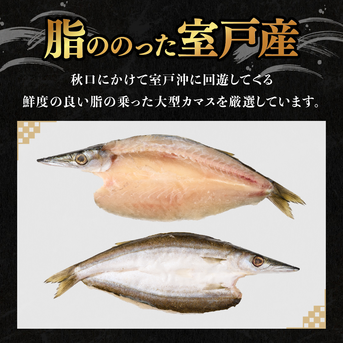 トロカマス干物セット（８枚） 室戸海洋深層水仕込み 冷凍 個包装 干物 干物 干物